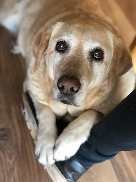 istock Labrador dog looking with pleading eyes at a person 2221143562