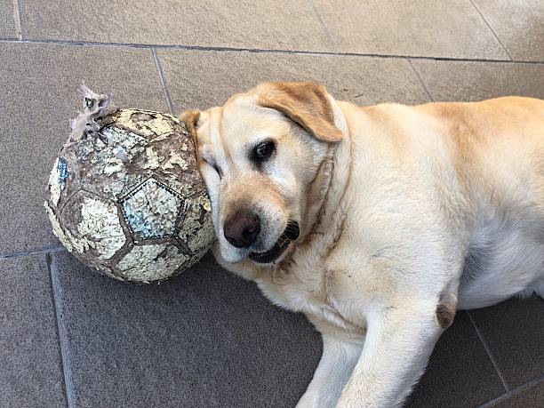 istock Relaxed labrador with its worn soccer ball on the tiled floor 2221143693