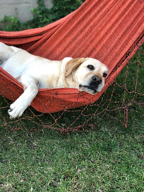 istock Relaxed labrador in an orange hammock in the garden 2221143697