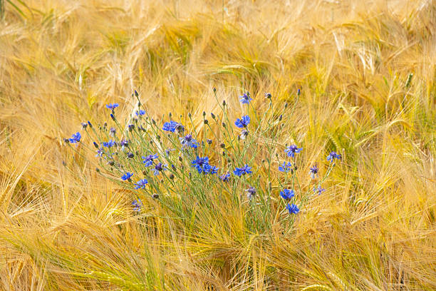 Cornflower growing in a field of barley.