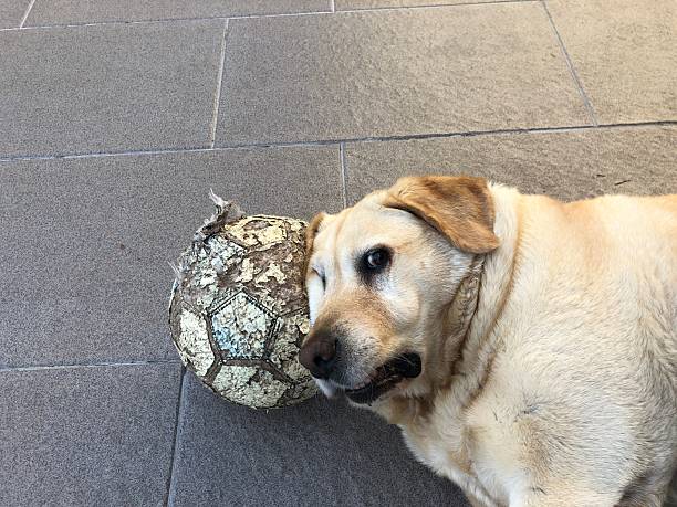 Relaxed labrador with its worn soccer ball on the tiled floor