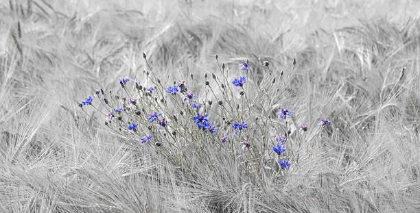 Cornflower growing in a field of barley. The image is desaturated except for the blue cornflowers.