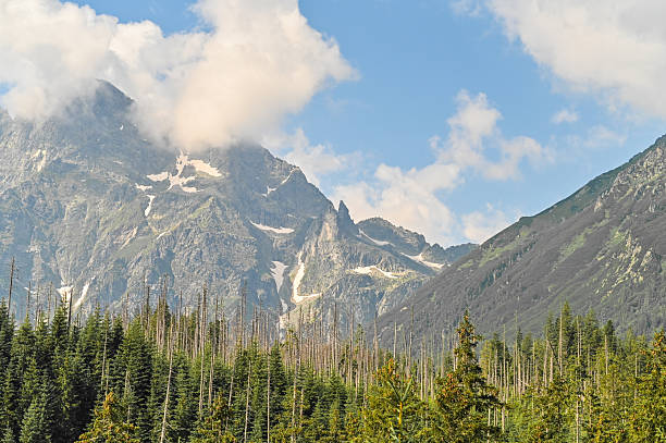 istock Towering mountains rise behind dense pine forest, blending earth and sky. 2221146554