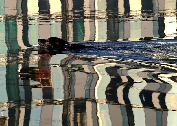 The photograph shows a dog swimming in water. The water is calm and the reflections of surrounding objects are visible on its surface. The dog looks relaxed and enjoys swimming.