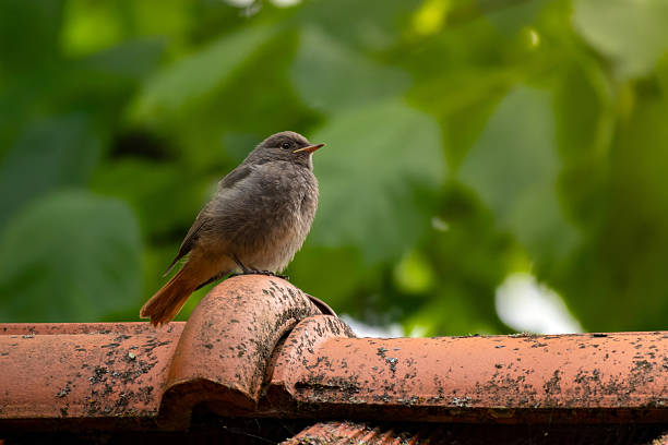 Beautiful small bird, adult male Blue-fronted redstart, low angle view, rear shot, perching on the stump of tropical tree in the morning in tropical moist montane forest, national park in northern Thailand.