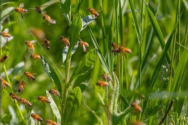 Domesticated honeybees in flight returning to their apiary bringing nectar for organic honey and food for bee colony and queen bee. Healthy organic nutrition and natural resources concepts