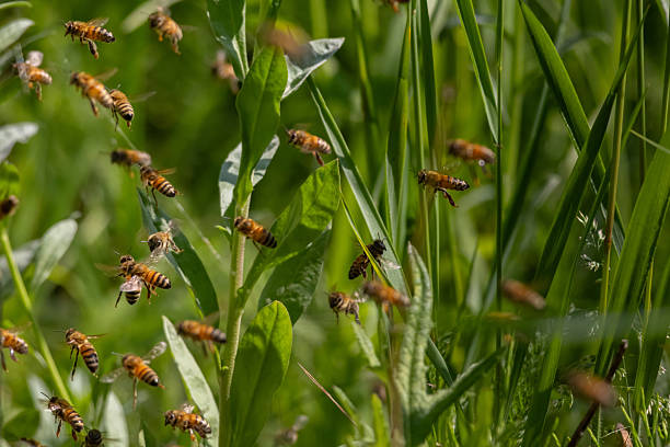 Domesticated honeybees in flight returning to their apiary bringing nectar for organic honey and food for bee colony and queen bee. Healthy organic nutrition and natural resources concepts