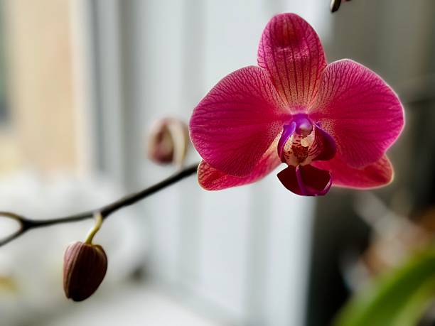 istock blooming pink orchid flower on the window 2221151393