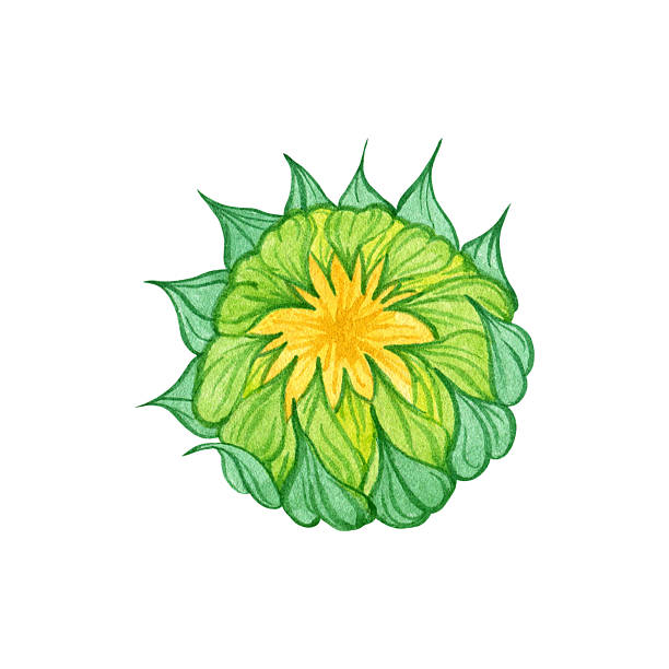 istock Sunflower flower head, bud, plant single isolated object on white. Hand drawn floral watercolor illustration. Summer yellow botanical art. Clip art for fashion design, postcard, invitation, decor 2221151484
