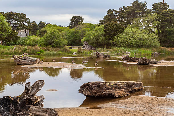 istock Flock of geese rests on a calm, shallow river 2221153087