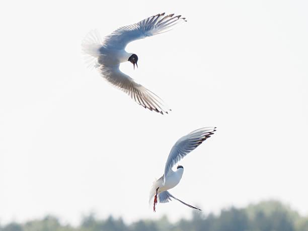 istock Aerial confrontation between two black-headed gulls (Chroicocephalus ridibundus) in full breeding plumage 2221153492