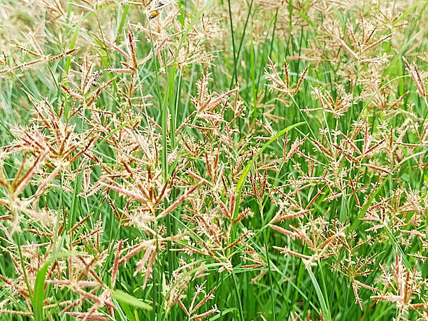istock The Abundant Growth of Nut Grass, Featuring Its Delicate Seed Structures Against a Lush Background. 2221154937