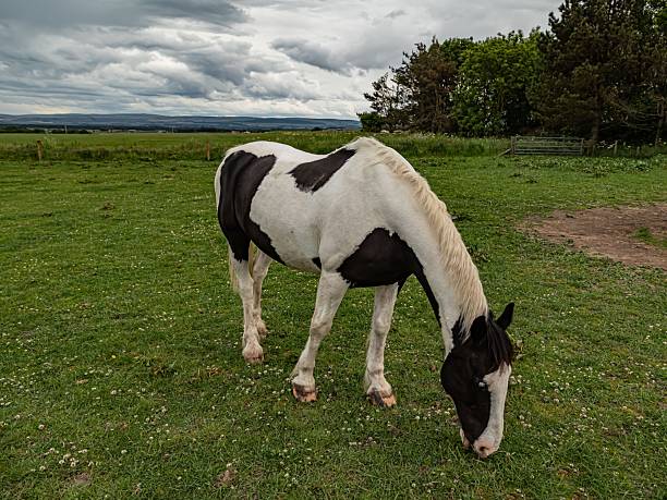 Gypsy Vanner Horse.