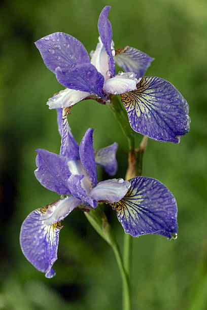 istock Bright iris flowers on a natural background. Floriculture, perennials, landscape design. 2221159477