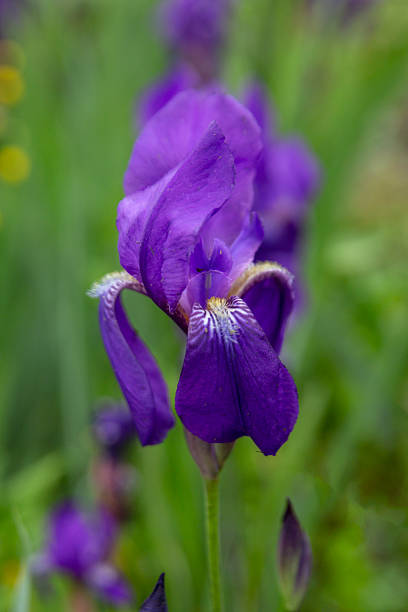 istock Bright iris flowers on a natural background. Floriculture, perennials, landscape design. 2221159478