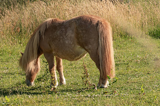 Brown shetland pony with long mane grazing in a field with tall grass in the background