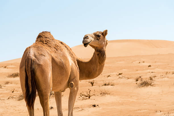 istock Middle Eastern Camel in the Wahiba Desert, Oman. 2221161511