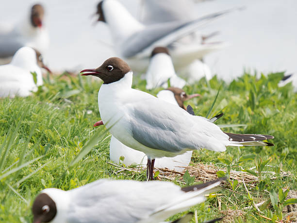 istock Social interactions among black-headed gulls in a breeding colony 2221161925
