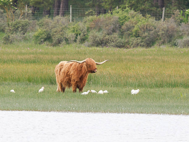 istock Highland cow with cattle egrets (Bubulcus ibis) in wet grassland 2221162020