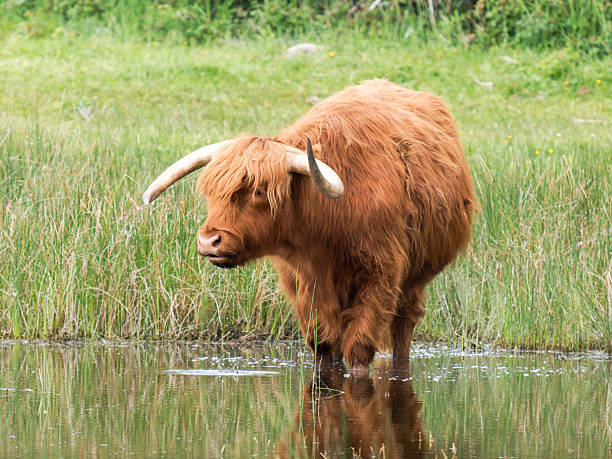 istock Highland cow standing in water with reflection 2221162134