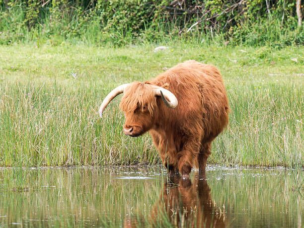 istock Highland cow standing in water with reflection 2221162135