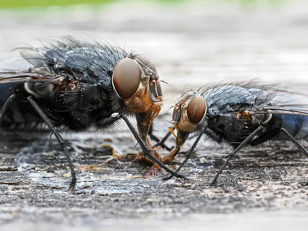 istock Two Calliphora vicina flies interacting on a wooden surface 2221162216