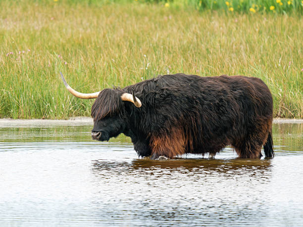 istock Highland cow standing in water with reflection 2221162221