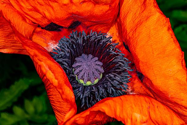 Curved Large Oriental Poppy.