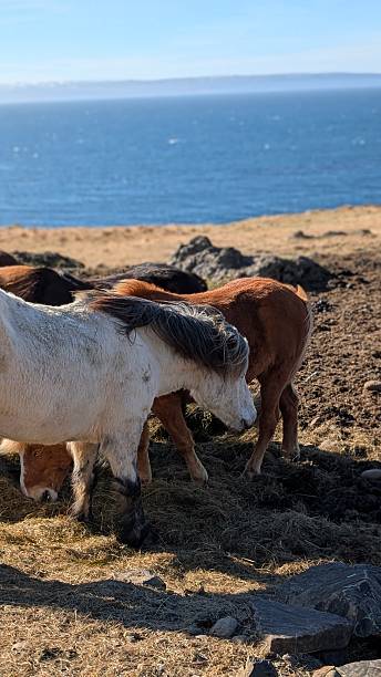 istock Icelandic horses on a sunny day 2221163237