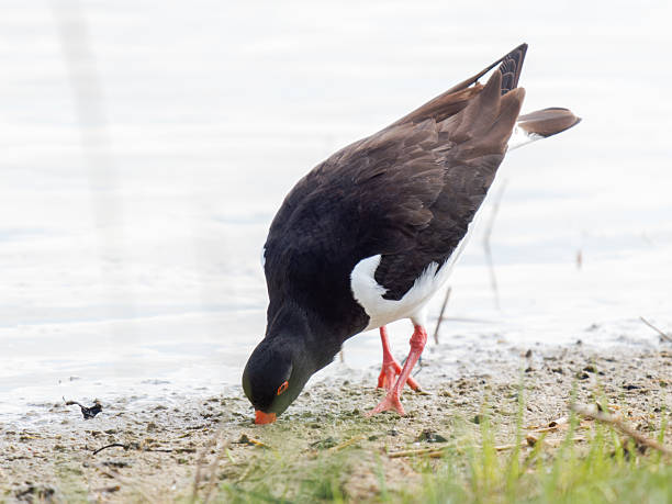 istock Eurasian oystercatcher (Haematopus ostralegus) foraging at the water’s edge 2221163347