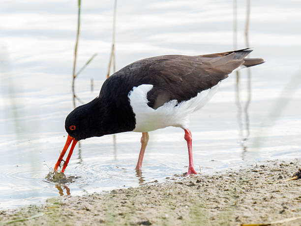 istock Eurasian oystercatcher (Haematopus ostralegus) foraging at the water’s edge 2221163413