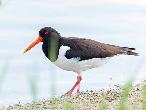 istock Eurasian oystercatcher (Haematopus ostralegus) foraging at the water’s edge 2221163420