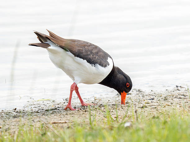 istock Eurasian oystercatcher (Haematopus ostralegus) foraging at the water’s edge 2221163425