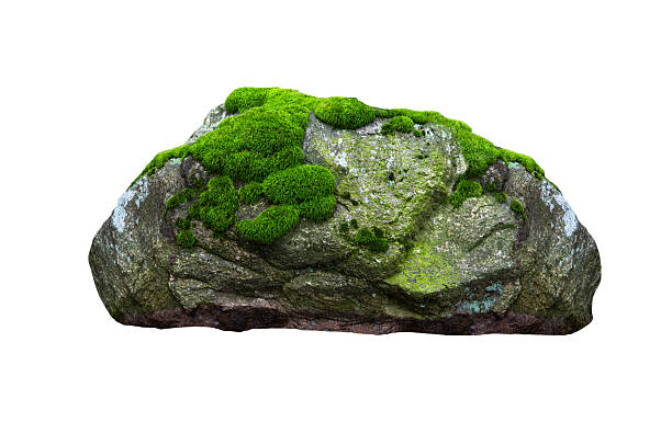 istock stone covered with moss isolated on white background 2221163428