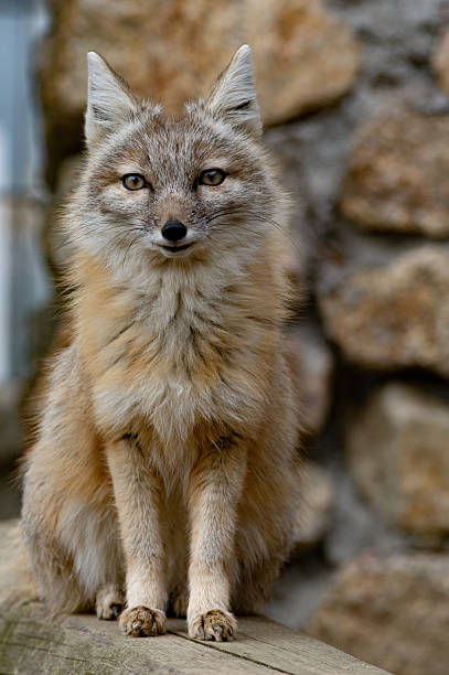 istock corsac fox in wild nature 2221163439