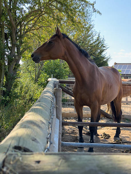 istock A horse in the stables paddock feeding and relaxing on a sunny day 2221163491