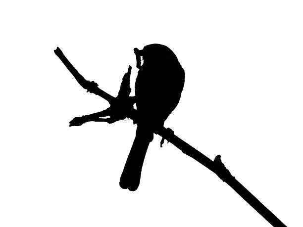 A striking black silhouette of a great tit (Parus major) holding an insect in its beak, perched on a slender branch. This minimalistic composition reveals the distinct posture and foraging behavior of this common European songbird.