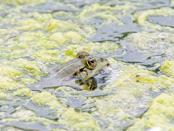 istock Green frogs (Pelophylax spec.) floating in marsh vegetation 2221163546