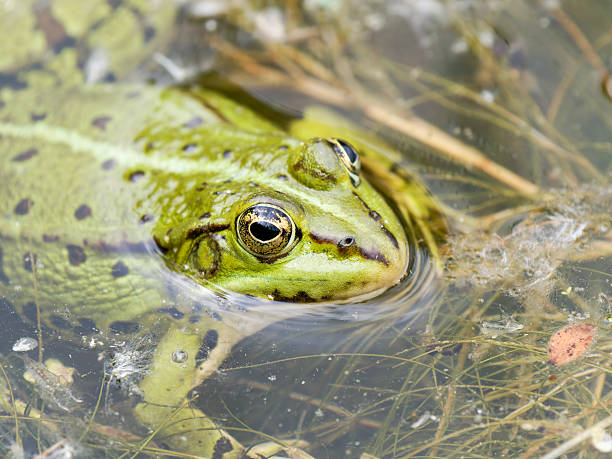 istock Green frogs (Pelophylax spec.) floating in marsh vegetation 2221163552