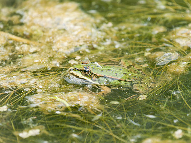 istock Green frogs (Pelophylax spec.) floating in marsh vegetation 2221163571