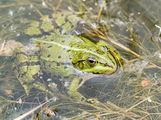 istock Green frogs (Pelophylax spec.) floating in marsh vegetation 2221163603