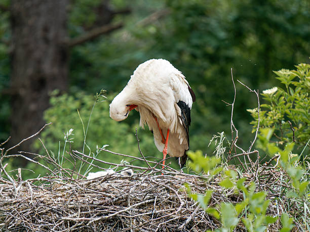 A pair of white storks (Ciconia ciconia) tending to their chicks on the nest, photographed in the Parc du Marquenterre, a renowned bird reserve in northern France.
