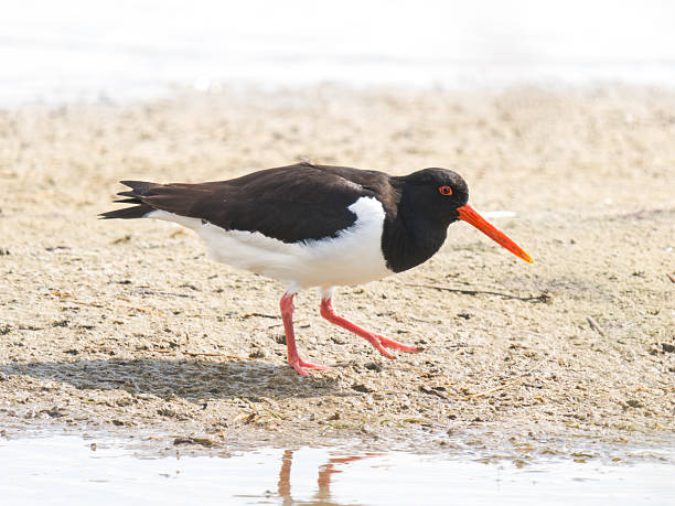 istock Eurasian oystercatcher (Haematopus ostralegus) foraging at the water’s edge 2221164493