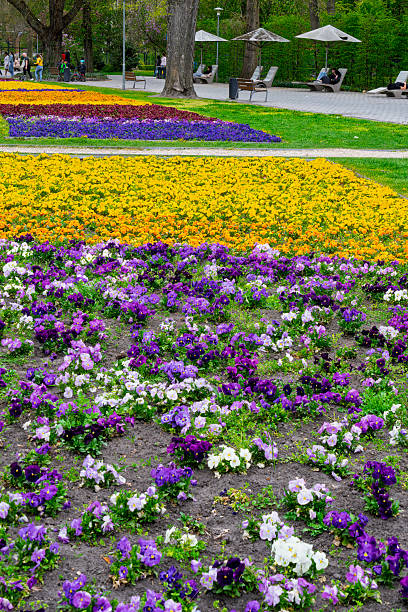 Budapest, Hungary - April, 2025. Pansy flower display on Margaret's island in the River Danube, Budapest