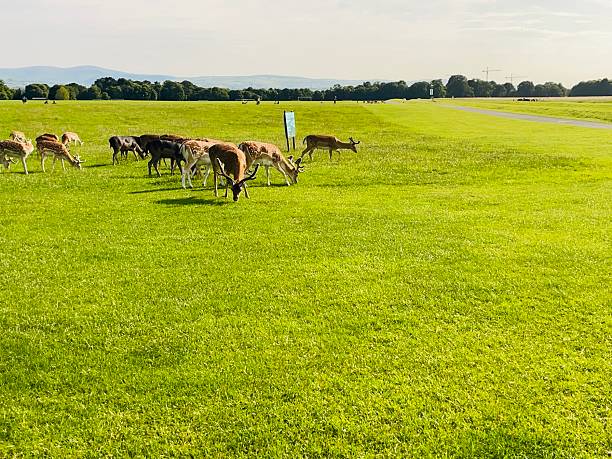 istock Graceful deers roaming freely in Phoenix Park 2221165084