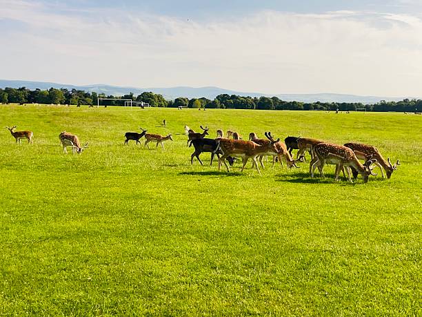 istock Deer roaming freely across a vibrant green field 2221165105