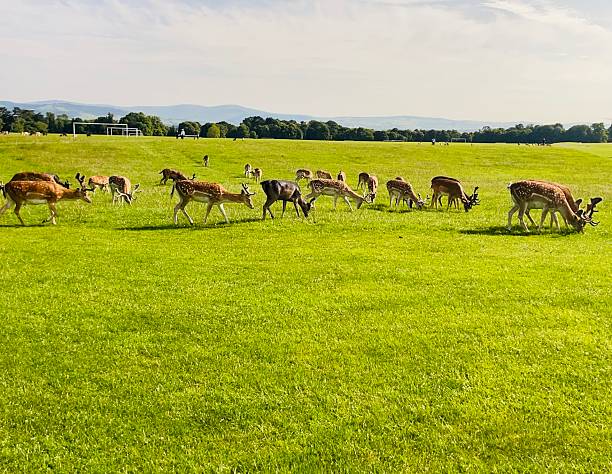 istock Deer grazing tranquilly in a lush, open field. 2221165122
