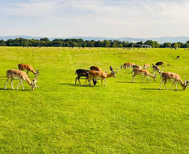 istock Deer enjoying a peaceful graze in Phoenix Park 2221165144