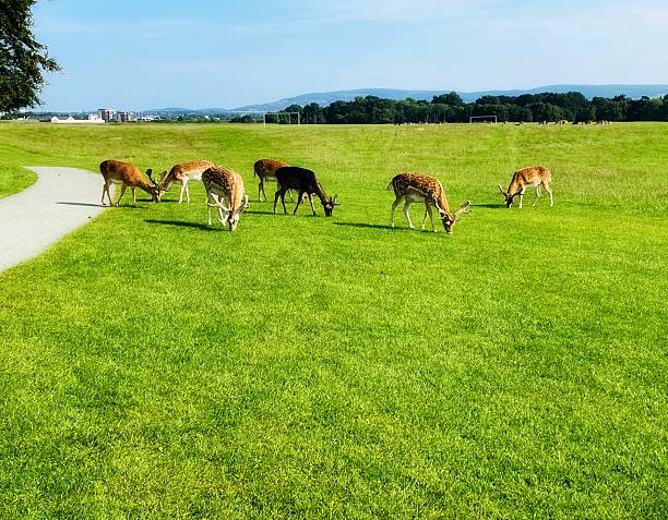 istock Deer grazing peacefully in Phoenix Park 2221165153