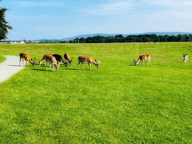 istock Deer grazing calmly beside a serene path in the park 2221165162